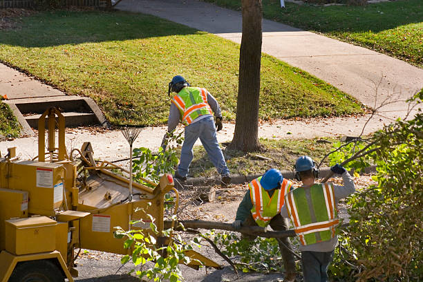 Palm Tree Trimming in Attalla, AL